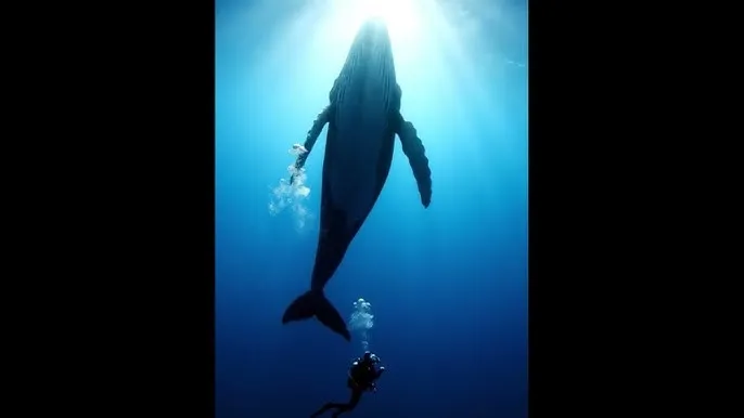 在落地玻璃窗前插 - 深蓝星球：探索海洋深处的未知世界